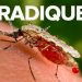Que se passerait-il si les moustiques disparaissaient ?
