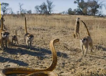 Vidéo : L&rsquo;affrontement entre un bébé suricate et un cobra du Cap déclenche un assaut