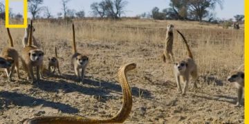 Vidéo : L&rsquo;affrontement entre un bébé suricate et un cobra du Cap déclenche un assaut