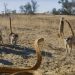 Vidéo : L&rsquo;affrontement entre un bébé suricate et un cobra du Cap déclenche un assaut