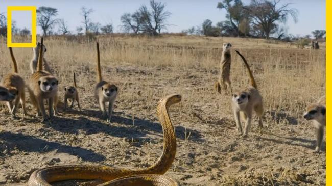 Vidéo : L’affrontement entre un bébé suricate et un cobra du Cap déclenche un assaut