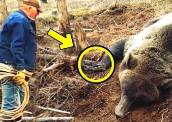 Un homme aide un ours en pleurs à sortir d&rsquo;un piège. Ce qui s&rsquo;est passé ensuite est incroyable !