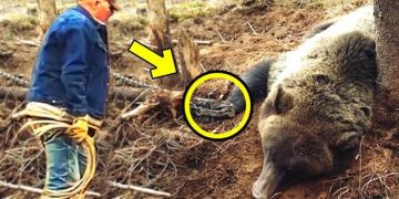 Un homme aide un ours en pleurs à sortir d&rsquo;un piège. Ce qui s&rsquo;est passé ensuite est incroyable !