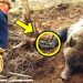 Un homme aide un ours en pleurs à sortir d&rsquo;un piège. Ce qui s&rsquo;est passé ensuite est incroyable !