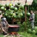 Guimauve à la pastèque : une friandise naturelle à faire soi-même 🍉 (vidéo)