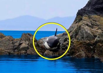 Une orque échouée, sauvée après des heures d&rsquo;angoisse : une incroyable opération de sauvetage