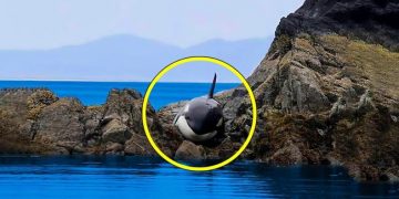 Une orque échouée, sauvée après des heures d’angoisse : une incroyable opération de sauvetage