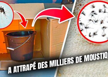 Ce piège à moustiques attrape des milliers de moustiques