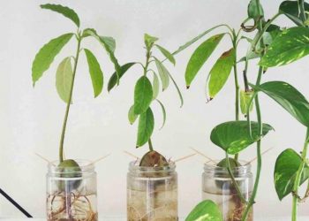 Planter un avocat à partir de son noyau ou graine