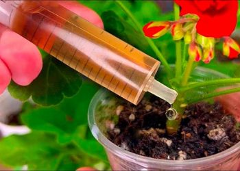 Mettez une goutte sur chaque plante fin février : elles pousseront à vue d’œil