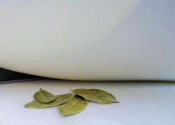 Pourquoi faut-il glisser une feuille de laurier sous son oreiller ?