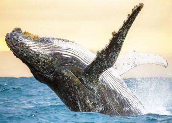 Des scientifiques ont une « conversation » de 20 minutes avec une baleine à bosse