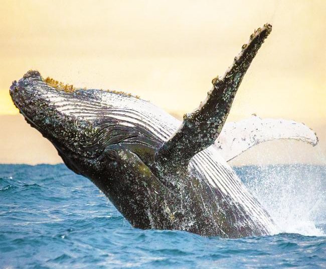 Des scientifiques ont une « conversation » de 20 minutes avec une baleine à bosse