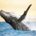 Des scientifiques ont une « conversation » de 20 minutes avec une baleine à bosse