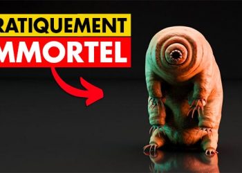 Nous comprenons enfin pourquoi les tardigrades refusent de mourir