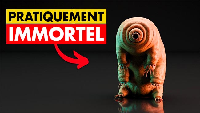 Nous comprenons enfin pourquoi les tardigrades refusent de mourir