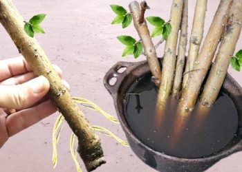 Technique pour enraciner n&rsquo;importe quelle branche (Avec 1 seul ingrédient)