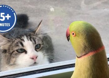 Les vidéos d&rsquo;animaux les plus amusantes de l&rsquo;année ! 🤣 | Meilleure compilation