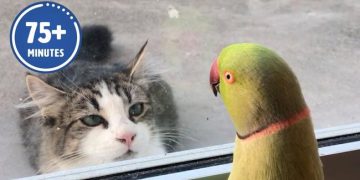 Les vidéos d&rsquo;animaux les plus amusantes de l&rsquo;année ! 🤣 | Meilleure compilation