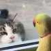 Les vidéos d&rsquo;animaux les plus amusantes de l&rsquo;année ! 🤣 | Meilleure compilation