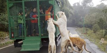 Ce zoo en Chine met les visiteurs en cage et laisse les animaux en liberté