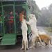 Ce zoo en Chine met les visiteurs en cage et laisse les animaux en liberté