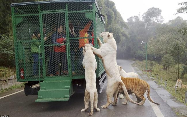Ce zoo en Chine met les visiteurs en cage et laisse les animaux en liberté