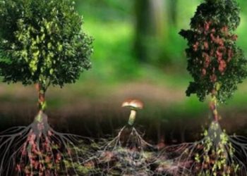 Un écologiste affirme que les arbres se parlent entre eux dans une langue que l&rsquo;on peut apprendre