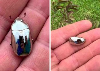 Un homme découvre un scarabée argenté ressemblant à un miroir lors d’une promenade