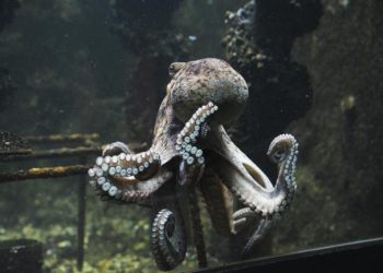 Nouvelle-Zélande : un poulpe s’évade d’un aquarium de manière spectaculaire