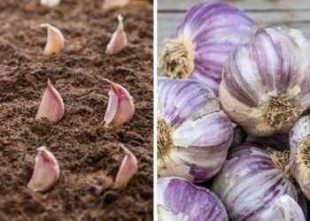 Comment faire pousser de l’ail de façon infinie chez vous ?