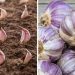 Comment faire pousser de l’ail de façon infinie chez vous ?