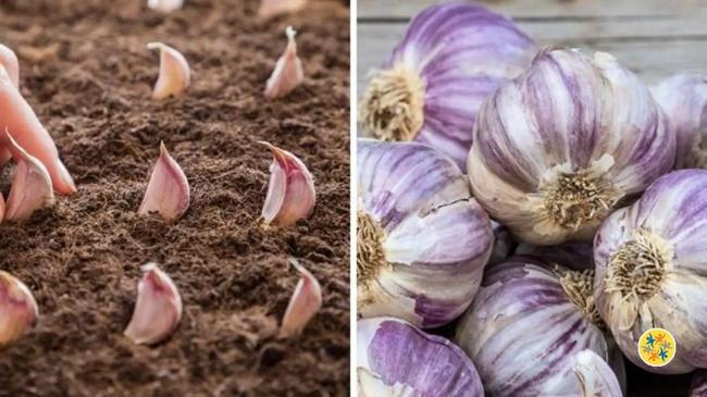 Comment faire pousser de l’ail de façon infinie chez vous ?