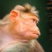 Que se passe-t-il quand des scientifiques insèrent un gène d’intelligence humaine dans un singe ?