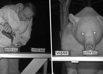 Cet homme a transformé les ours qui venaient régulièrement voler le miel de son rucher en goûteurs de miel