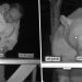 Cet homme a transformé les ours qui venaient régulièrement voler le miel de son rucher en goûteurs de miel