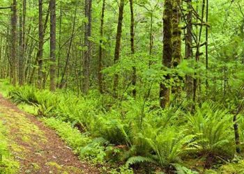 Des scientifiques révèlent l’intelligence et la sensibilité des plantes