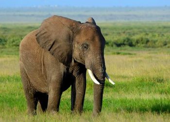 Un éléphant d’Afrique tue un chasseur de gros gibier en lui tombant dessus