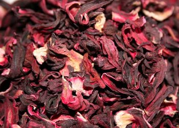 Hibiscus sabdariffa, ou roselle, la plante pour lutter contre les effets de la chaleur et l&rsquo;hypertension