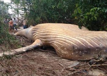 Une baleine de 10 tonnes découverte dans la forêt amazonienne : le mystère intrigue les scientifiques