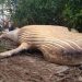 Une baleine de 10 tonnes découverte dans la forêt amazonienne : le mystère intrigue les scientifiques