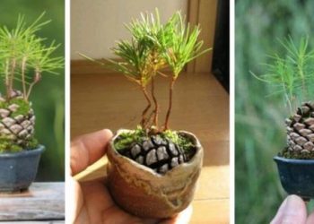 Comment planter une pomme de pin pour avoir une belle décoration d&rsquo;automne ? Découvrez comment la faire germer !