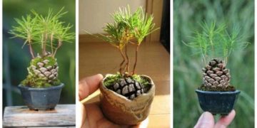 Comment planter une pomme de pin pour avoir une belle décoration d&rsquo;automne ? Découvrez comment la faire germer !
