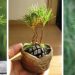 Comment planter une pomme de pin pour avoir une belle décoration d&rsquo;automne ? Découvrez comment la faire germer !