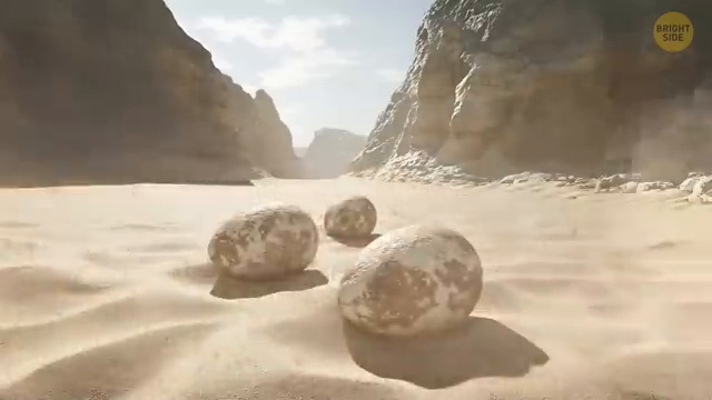 Découverte des œufs de dinosaures fossilisés