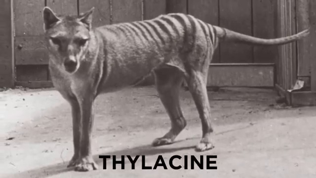 Thylacine (tigre de Tasmanie) filmé en noir et blanc