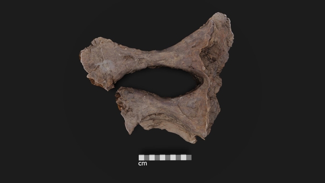 Os de la hanche de l'Edmontosaurus
