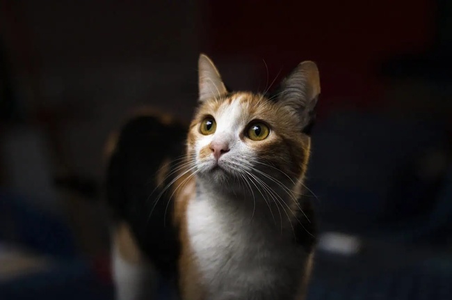 Adorable chat calico qui regarde attentivement au loin, incarnant à la fois la curiosité et la beauté félines.
