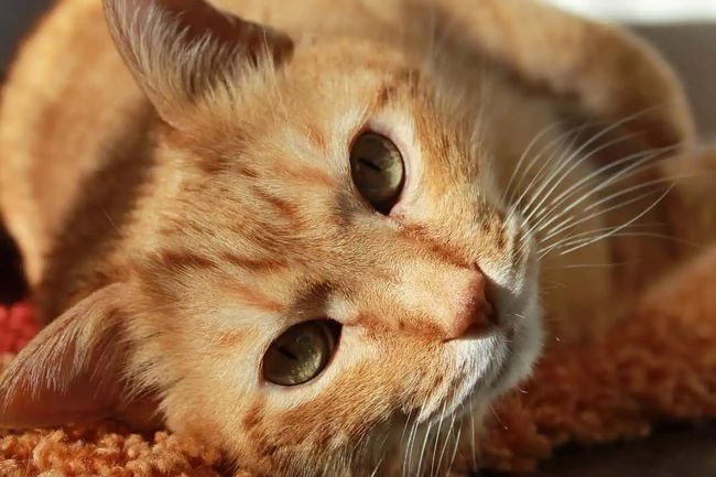 Un chat tigré orange au pelage duveteux, allongé sur une couverture douillette, l'air curieux et détendu.