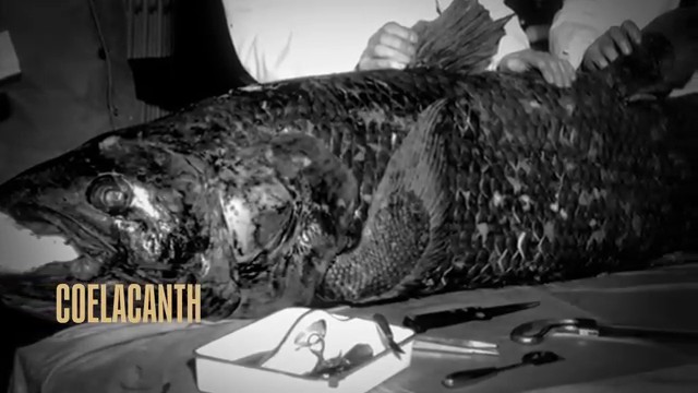 Spécimen préservé du cœlacanthe, le poisson préhistorique découvert en Afrique du Sud en 1938.